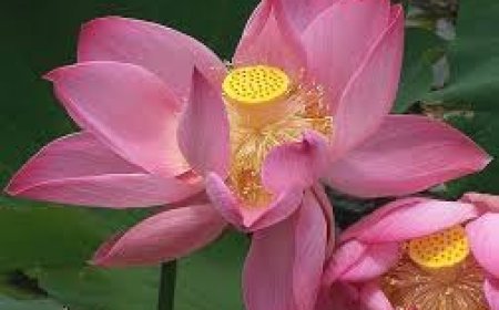 ପଦ୍ମନାଡ଼ ସେବନ କଲେ ମିଳିବ ସମସ୍ୟାରୁ ମୁକ୍ତି