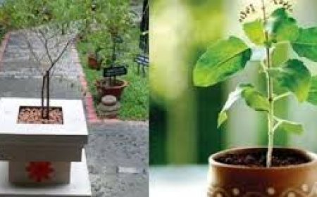 ଘରେ ସୁଖଶାନ୍ତି ଚାହୁଁଥିଲେ