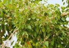ଜାଣନ୍ତୁ  ଅଶ୍ୱତ୍ଥ ବୃକ୍ଷର ମାହାତ୍ମ୍ୟ
