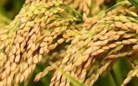 ଏଥର ଏଫସିଆଇ କିଣିଛ ଅଧିକ ଧାନ 