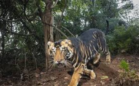 ଆଜିଠୁ ଶିମିଳିପାଳରେ ବାଘ ଗଣନା