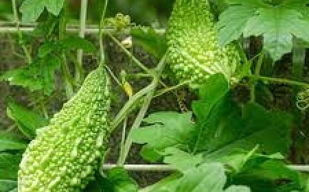 କଲରା ଦୃଢ଼ କରେ ଦୃଷ୍ଟିଶକ୍ତି