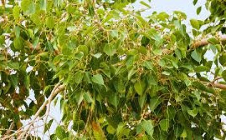 ଜାଣନ୍ତୁ  ଅଶ୍ୱତ୍ଥ ବୃକ୍ଷର ମାହାତ୍ମ୍ୟ