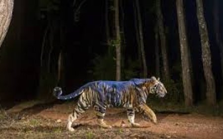 ଶିମିଳିପାଳରେ ବୁଲୁଛି କଳା ମହାବଳ