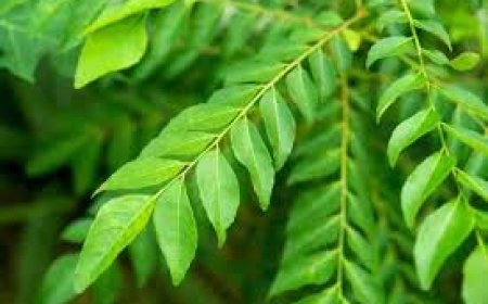 ଖାଲି ପେଟରେ ଖାଆନ୍ତୁ ଭୃଶଙ୍ଗ