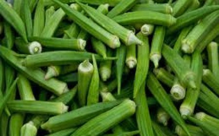 ନାହିଁ ଶୀତଳ ଭଣ୍ଡାର ; ଅଭାବୀ ବିକ୍ରିର ଶିକାର ଭେଣ୍ଡି ଚାଷୀ