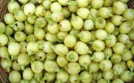 ଆଉ ଶୋଷଣର ଶିକାର ହେବେନି ମହୁଲ ଗୋଟାଳି;  ପରିଶ୍ରମର ମିଳିବ ଉଚିତ୍ ମୂଲ୍ୟ