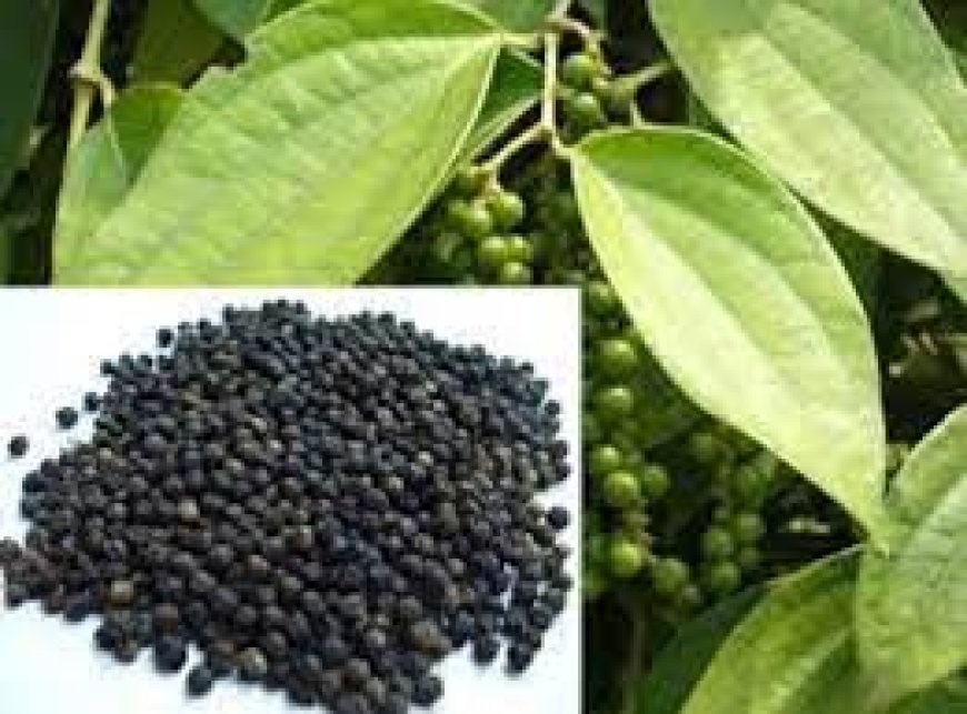 ଗୋଲମରିଚ କମାଏ ପେଟ