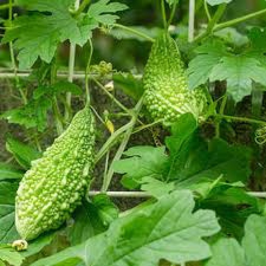 କଲରା ଦୃଢ଼ କରେ ଦୃଷ୍ଟିଶକ୍ତି