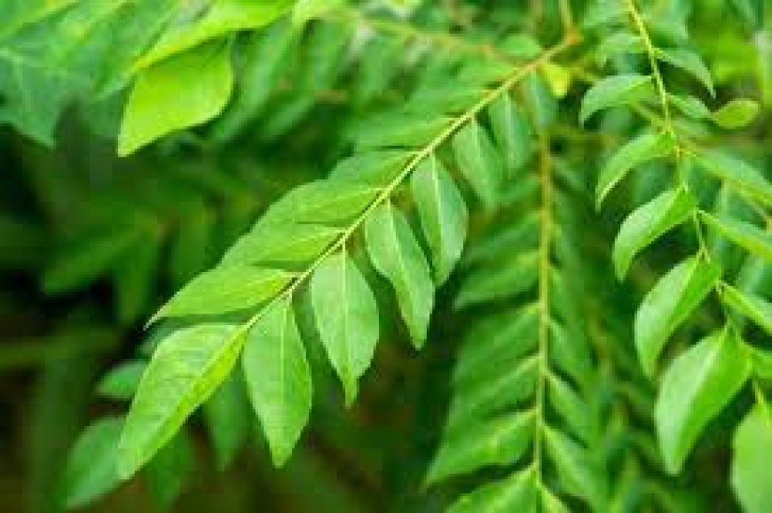 ଖାଲି ପେଟରେ ଖାଆନ୍ତୁ ଭୃଶଙ୍ଗ