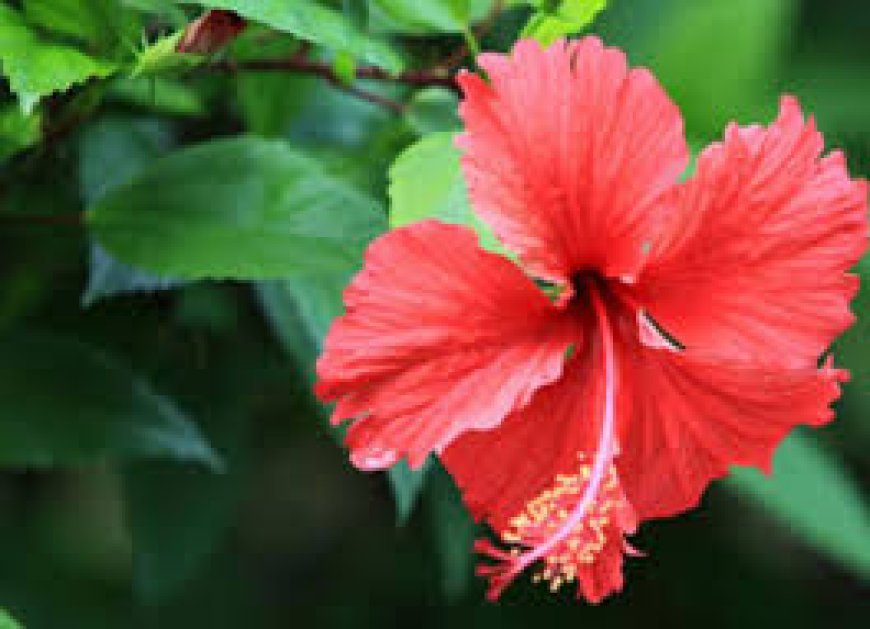 ଅନେକ ରୋଗ ଦୂରେଇ ଦିଏ ମନ୍ଦାର ଫୁଲ