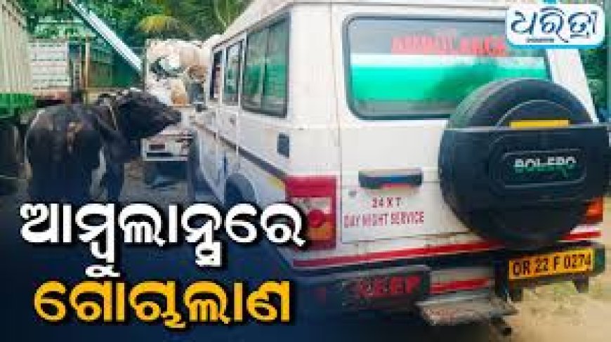 ଆମ୍ବୁଲାନ୍ସରେ ଗୋଚାଲାଣ : ଆମ୍ବୁଲାନ୍ସ ଜବତ, ୪ ଗୋରୁ ଉଦ୍ଧାର