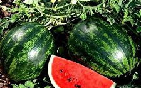 ତରଭୁଜ ଖାଇବା ପରେ ଏହି  ଜିନିଷ ଖାଉଛନ୍ତି କି?