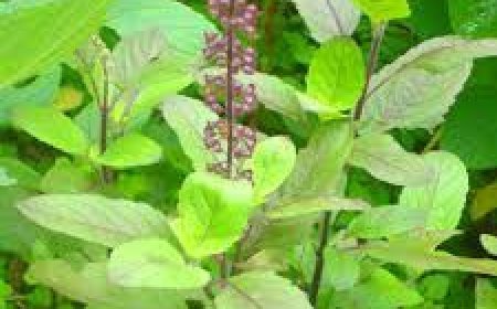 ଜାଣନ୍ତୁ, କେଉଁ ଦିଗରେ ତୁଳସୀ ଗଛ ଲଗାଇବା ଶୁଭ !