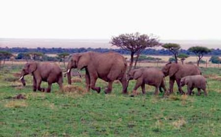 ବାଲେଶ୍ବର ନୀଳଗିରି ଅଞ୍ଚଳରେ ହାତୀ ପଲ ଆତଙ୍କ