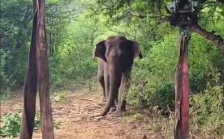 ହାତୀ  ଆକ୍ରମଣରେ ମହିଳା ମୃତ