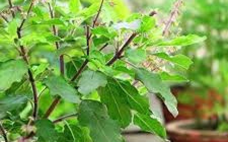 ଖାଲି ପେଟରେ ତୁଳସୀ ପତ୍ର ଖାଇଲେ  କ’ଣ ଉପକାର!