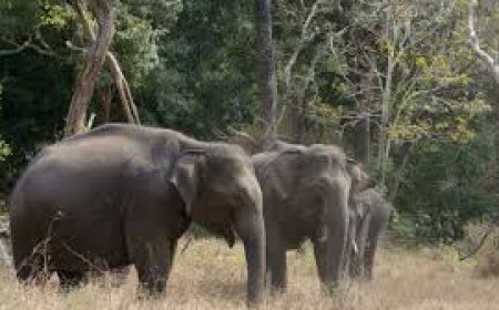 ହାତୀ ଆକ୍ରମଣରେ ମହିଳା ମୃତ ବର୍ତ୍ତିଗଲା ବର୍ଷକର ଶିଶୁ