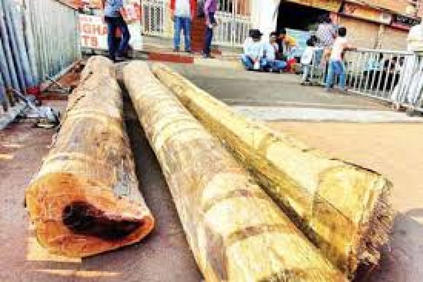 ଅଖ ନିର୍ମାଣ ପାଇଁ ପହଞ୍ଚିଲା ରଥଖଳାରେ କାଠ