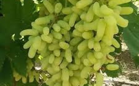 ରୋଗଠୁ ଦୂରେଇ ରଖେ ଅଙ୍ଗୁର!