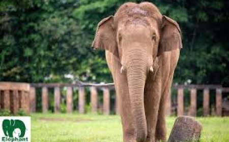 ଚିକିତ୍ସା ପରେ ଜଙ୍ଗଲକୁ ଗଲା ଦନ୍ତା