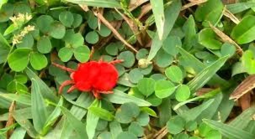 ମୌସୁମୀ ନାହିଁ, ଫେରିଲେଣି ସାଧବ ବୋହୂ