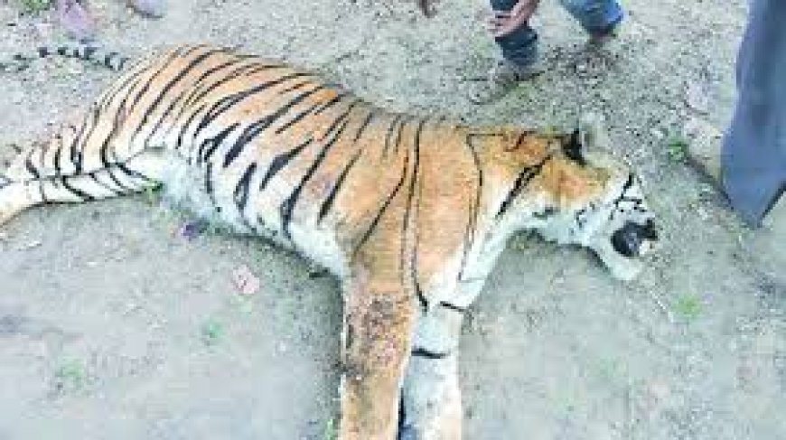 ବାଘୁଣୀ ଓ ତା’ର ୪ ଛୁଆଙ୍କୁ ଯୋଜନା କରି ମାରିଦେଲେ