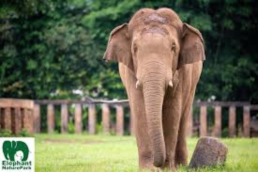 ଚିକିତ୍ସା ପରେ ଜଙ୍ଗଲକୁ ଗଲା ଦନ୍ତା