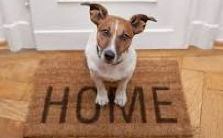 ଘରେ କୁକୁର ପାଳିଥିଲେ ମାନନ୍ତୁ ଏହି ନିୟମ