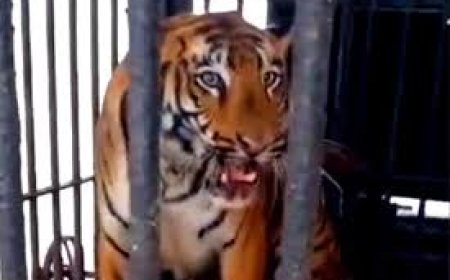 ସେପ୍ଟେମ୍ବରରେ ମାଆ ହେବ ଜିନତ୍