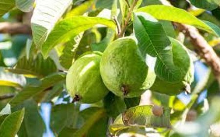 ଖାଲି ପେଟରେ ଖାଆନ୍ତୁ ପିଜୁଳି ପତ୍ର, ଦୂର ହେବ ସମସ୍ୟା