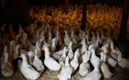 ପୁଣି ପିପିଲିରେ ବାର୍ଡ ଫ୍ଲୁ  ଆଶଙ୍କା