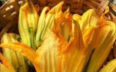 କଖାରୁ ଫୁଲ  ବଢ଼ାଏ ରୋଗ ପ୍ରତିରୋଧକ ଶକ୍ତି