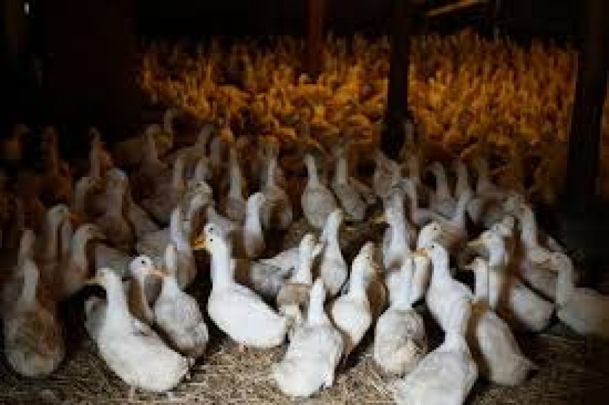 ପୁଣି ପିପିଲିରେ ବାର୍ଡ ଫ୍ଲୁ  ଆଶଙ୍କା