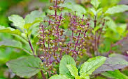 ତୁଳସୀ ପତ୍ର ବଢ଼ାଏ ତ୍ୱଚାର ସୁନ୍ଦରତା