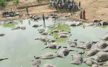 ଏକମାଣିଆ ମଇଁଷି ମୃତ୍ୟୁ ଘଟଣାରେ ମିଳିବ କ୍ଷତିପୂରଣ