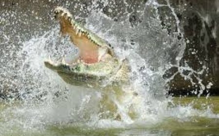 ଗାଁ ପୋଖରୀରୁ ଧରାପଡ଼ିଲା ୬ ଫୁଟର ବଉଳା କୁମ୍ଭୀର