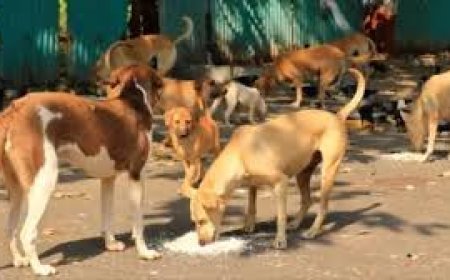 କୁକୁରଙ୍କୁ ସ୍ଥାନାନ୍ତର ଓ ବନ୍ଧ୍ୟାକରଣ ପ୍ରସଙ୍ଗରେ ଆଜି ଆସିବ ଚୁଡ଼ାନ୍ତ ରାୟ