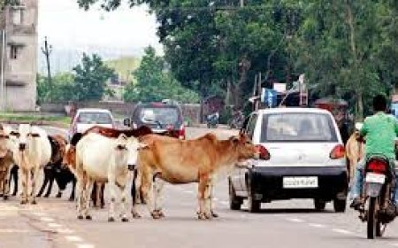 ବଢୁଛି ବୁଲା ଗାଈଙ୍କ ଦୌରାତ୍ମ୍ୟ