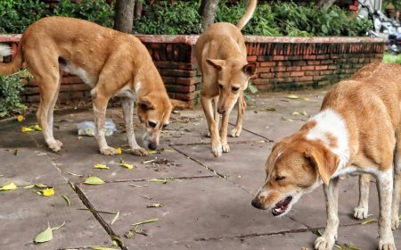 ସେପ୍ଟେମ୍ବର ଦ୍ଵିତୀୟ ସପ୍ତାହରୁ ଆରମ୍ଭ ହେବ ବିଏମସିର କୁକୁର ଗଣନା