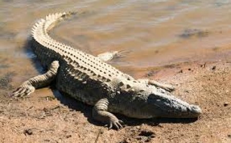 ବନ୍ୟା ପାଣିରେ ଭାସିଆସିଲା ବିରାଟ ବଉଳା କୁମ୍ଭୀର