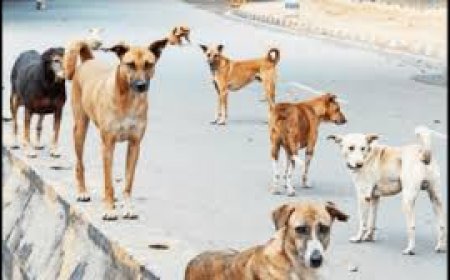 ବୁଲା କୁକୁର ଗଣନା ପାଇଁ ୫ ଲକ୍ଷ ଟଙ୍କାର ବଜେଟ : ଚଞ୍ଚଲ ରାଣା