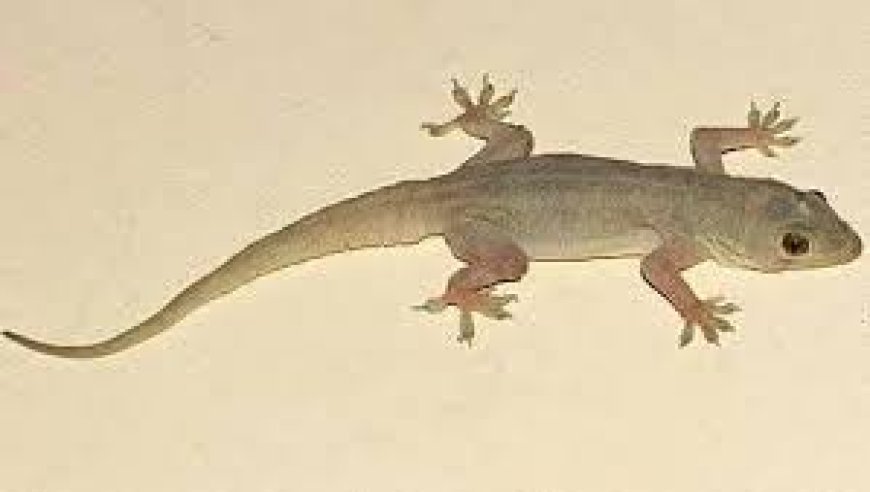 ଘରେ ଝିଟିପିଟି ହେଉଛନ୍ତି କି?