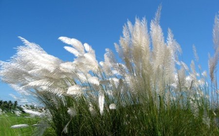 କାଶତଣ୍ଡୀର ଆଗମନରେ ଧରାପୃଷ୍ଠ ଆନମନା : ଆରମ୍ଭ ହେଲା ପାର୍ବଣ ଋତୁ, ଅବତରଣ କରିବେ ମା’