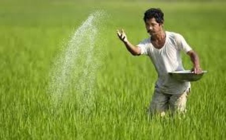 ସାର ଅଭାବ, ଚାଷୀଙ୍କ ଲମ୍ବା ଲାଇନ