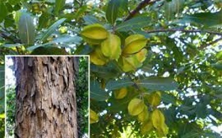 ହାଇ ବ୍ଲଡପ୍ରେସର ,ଡାଇବେଟିସକୁ ଦୂରେଇ ଦିଏ ଏହି ବୃକ୍ଷର ଔଷଧୀ ଗୁଣ