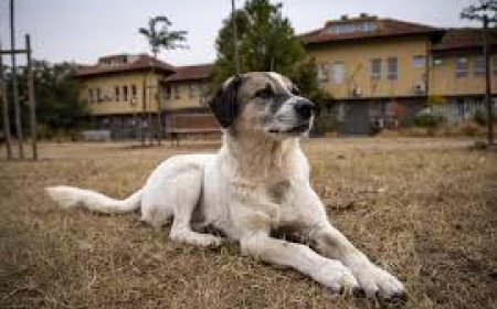 କାର୍ ସେଲ୍ସ ଦାୟିତ୍ବରେ ଷ୍ଟ୍ରିଟ୍ ଡଗ୍