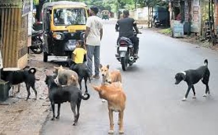 ୧୭ ରୁ ୨୪ ତାରିଖ ପର୍ଯ୍ୟନ୍ତ ଭୁବନେଶ୍ବରରେ ଚାଲିବ କୁକୁର ଗଣନା ପ୍ରକ୍ରିୟା