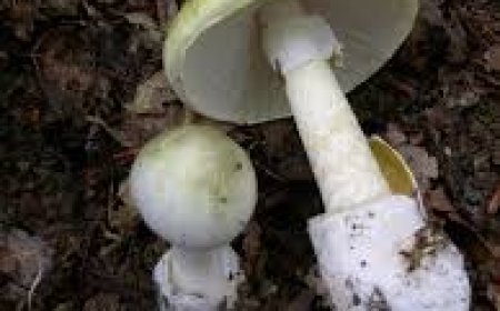 ଛତୁ ତରକାରୀ ଖାଇ ୯ ଅସୁସ୍ଥ