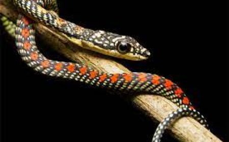 ଜୟପୁର ସହରରେ ଉଡ଼ନ୍ତା ସାପ